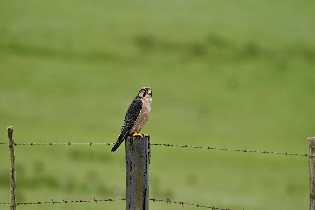 Lanner Falcon - ML648937375