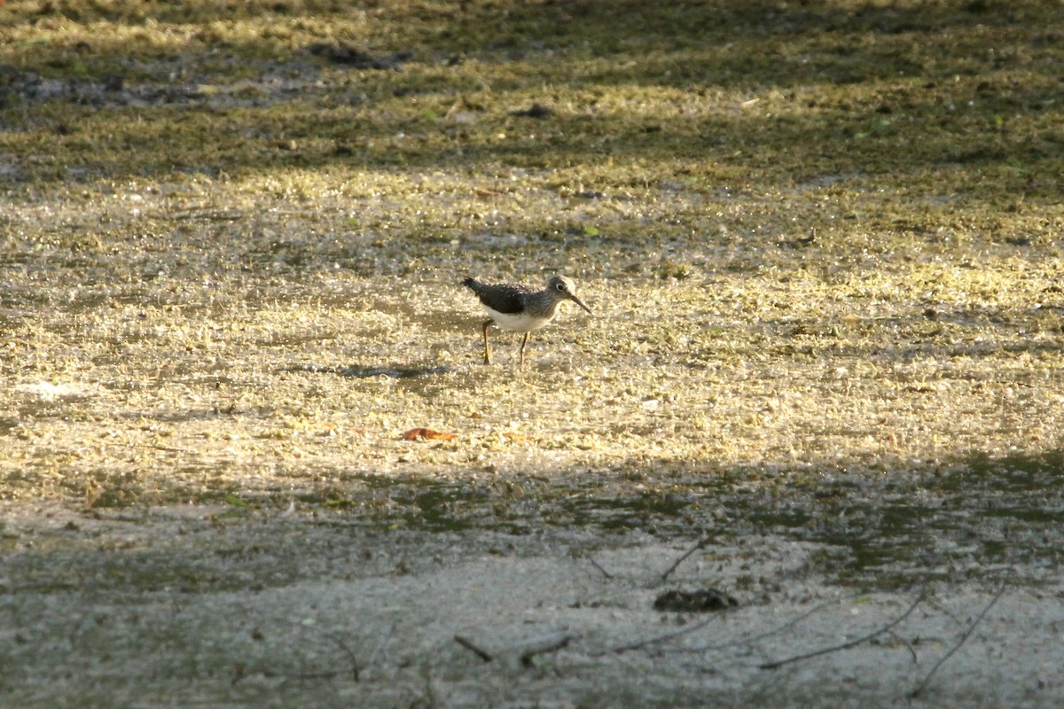 Solitary Sandpiper - ML648937810