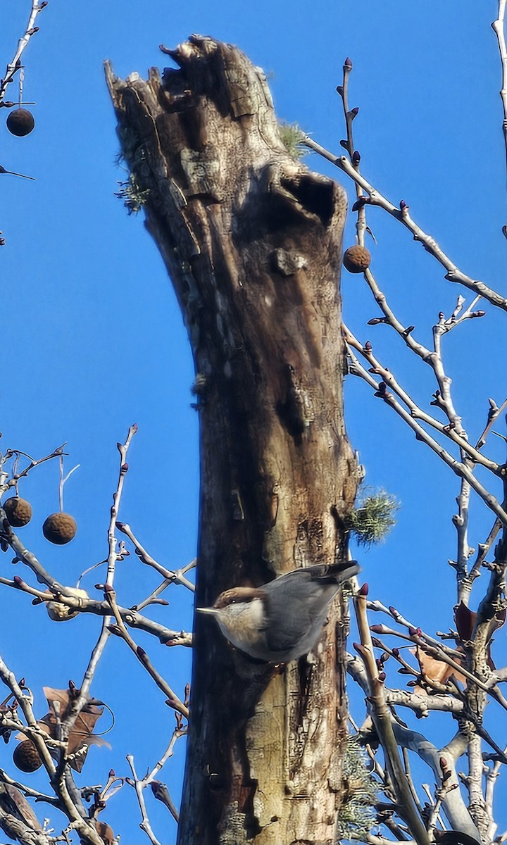 Boz Başlı Sıvacı - ML648938022