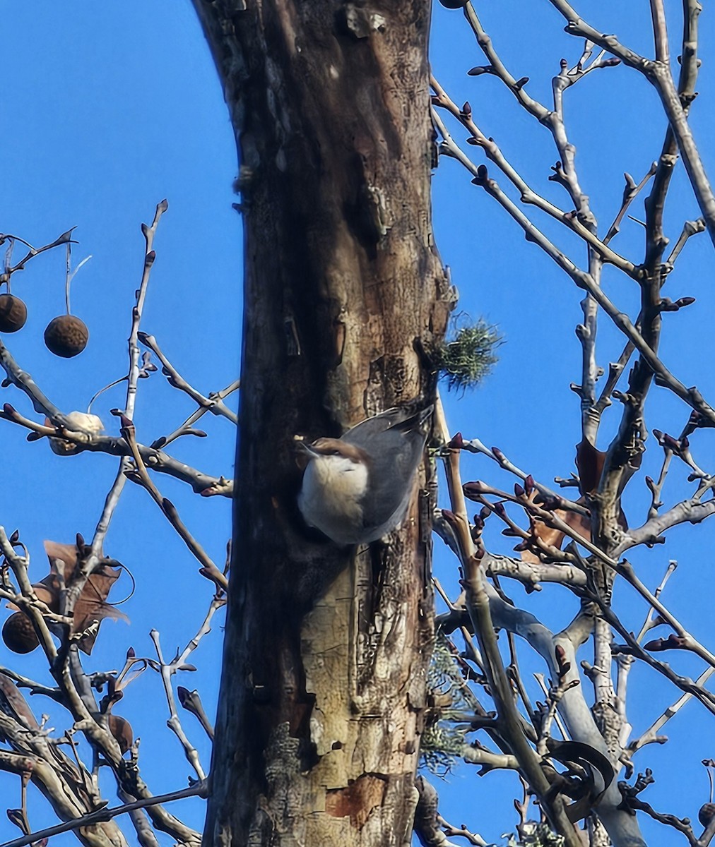 Boz Başlı Sıvacı - ML648938029