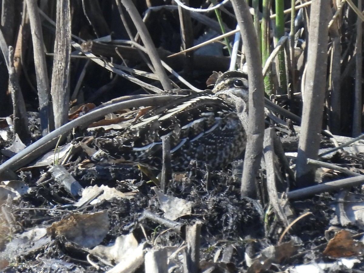 Wilsonbekassine - ML648938572