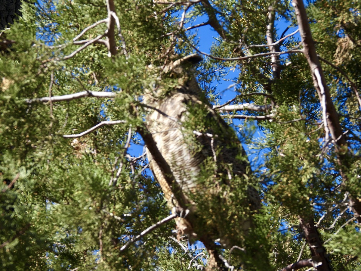 Virginiauhu - ML648938578