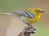 Lake, Florida, United States - eBird