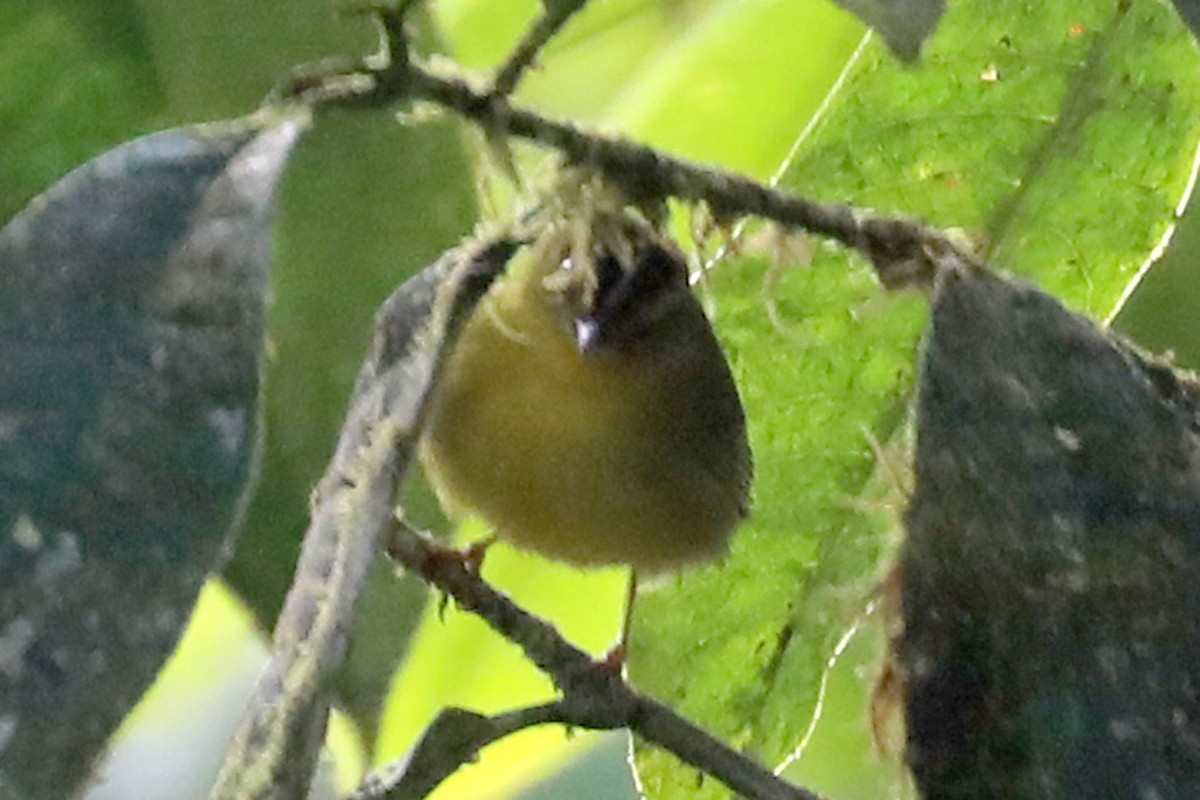 Chocówaldsänger - ML648939332