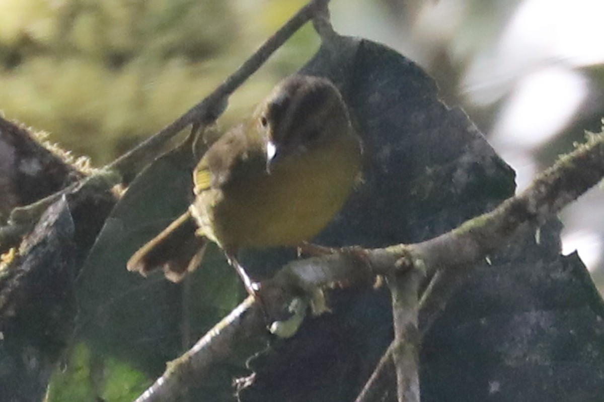 Chocówaldsänger - ML648939351