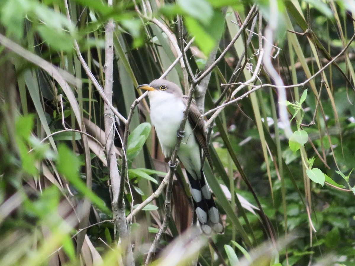 Yellow-billed Cuckoo - ML648939369