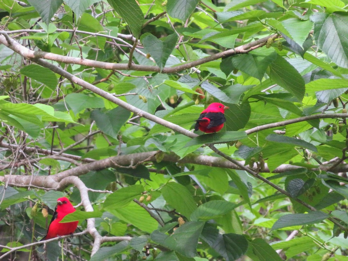 Scarlet Tanager - ML648939429