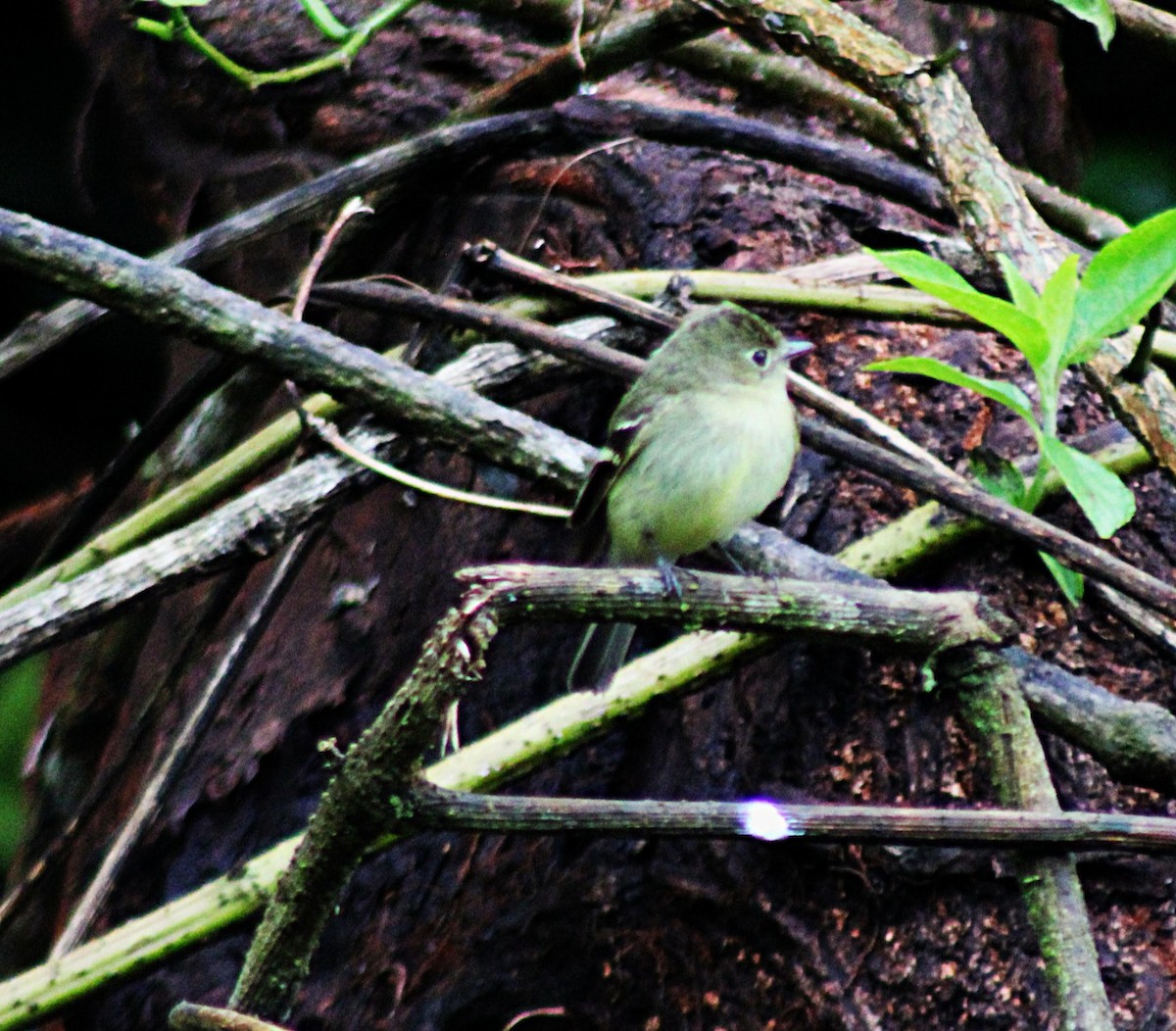 tyranovec žlutobřichý - ML648939777