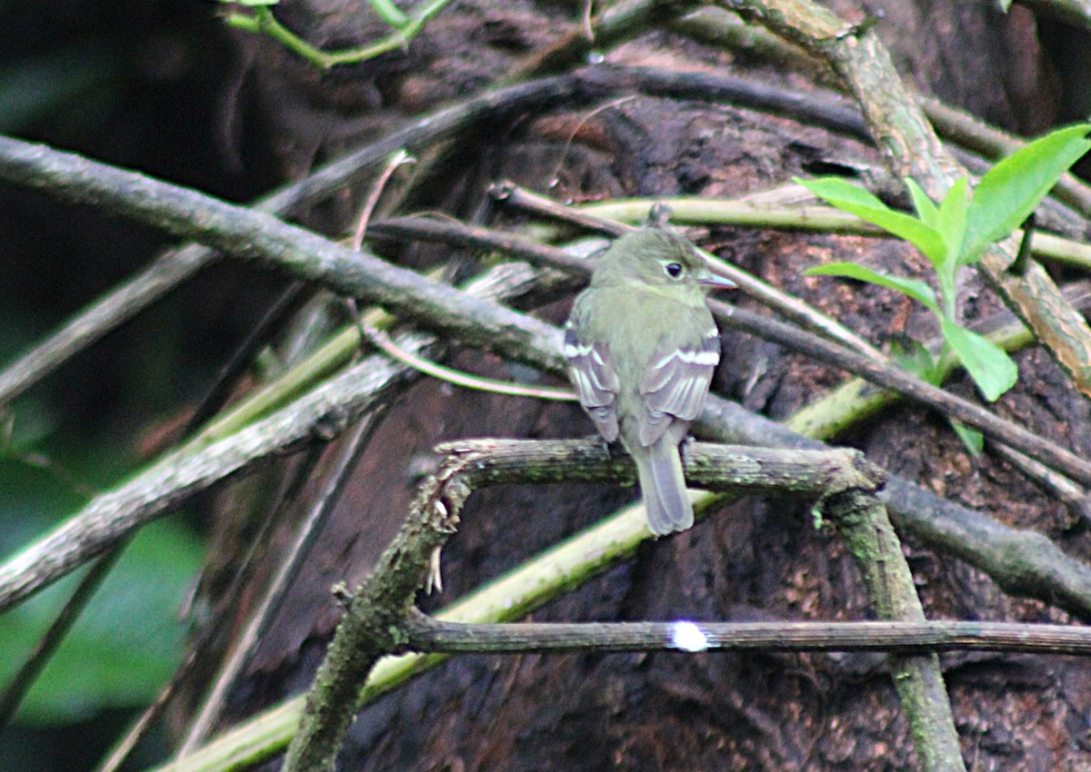 tyranovec žlutobřichý - ML648939778