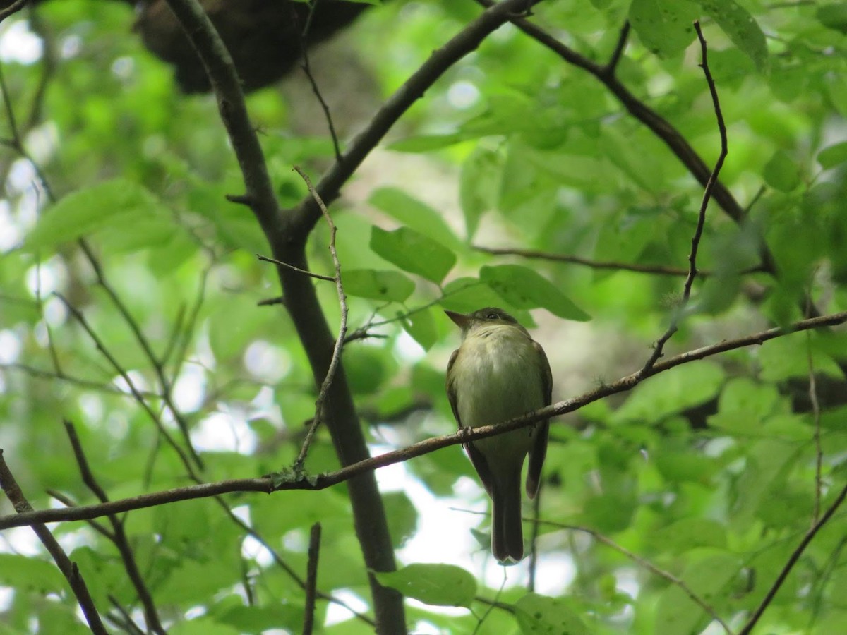 Acadian Flycatcher - ML648939811