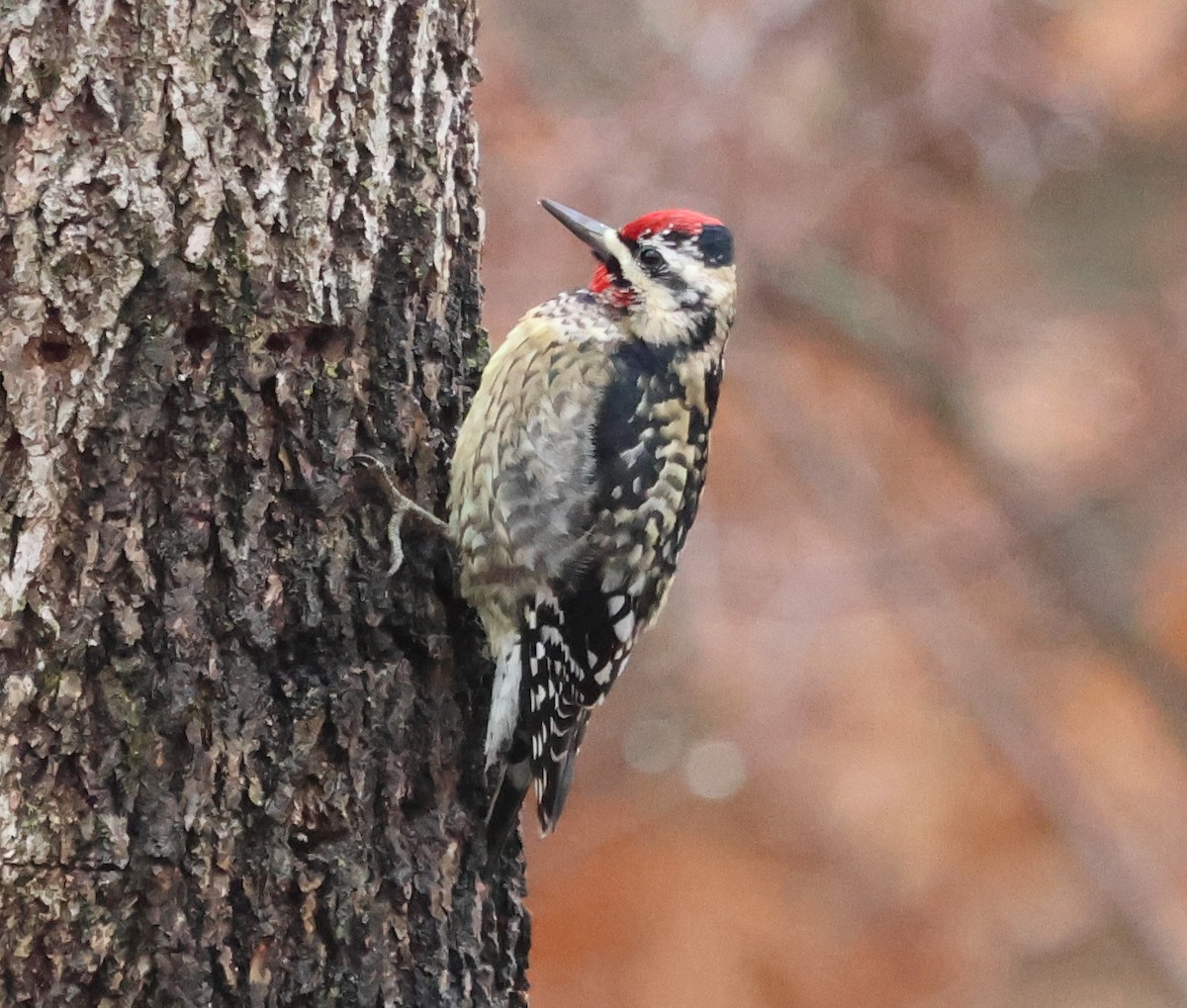 Yellow-bellied Sapsucker - ML648940418