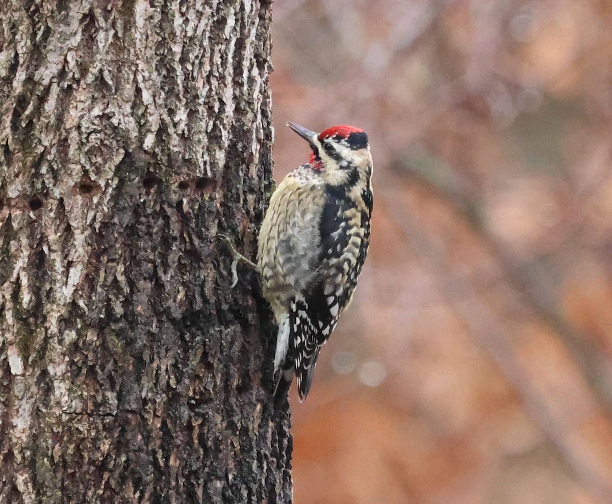 Yellow-bellied Sapsucker - ML648940419