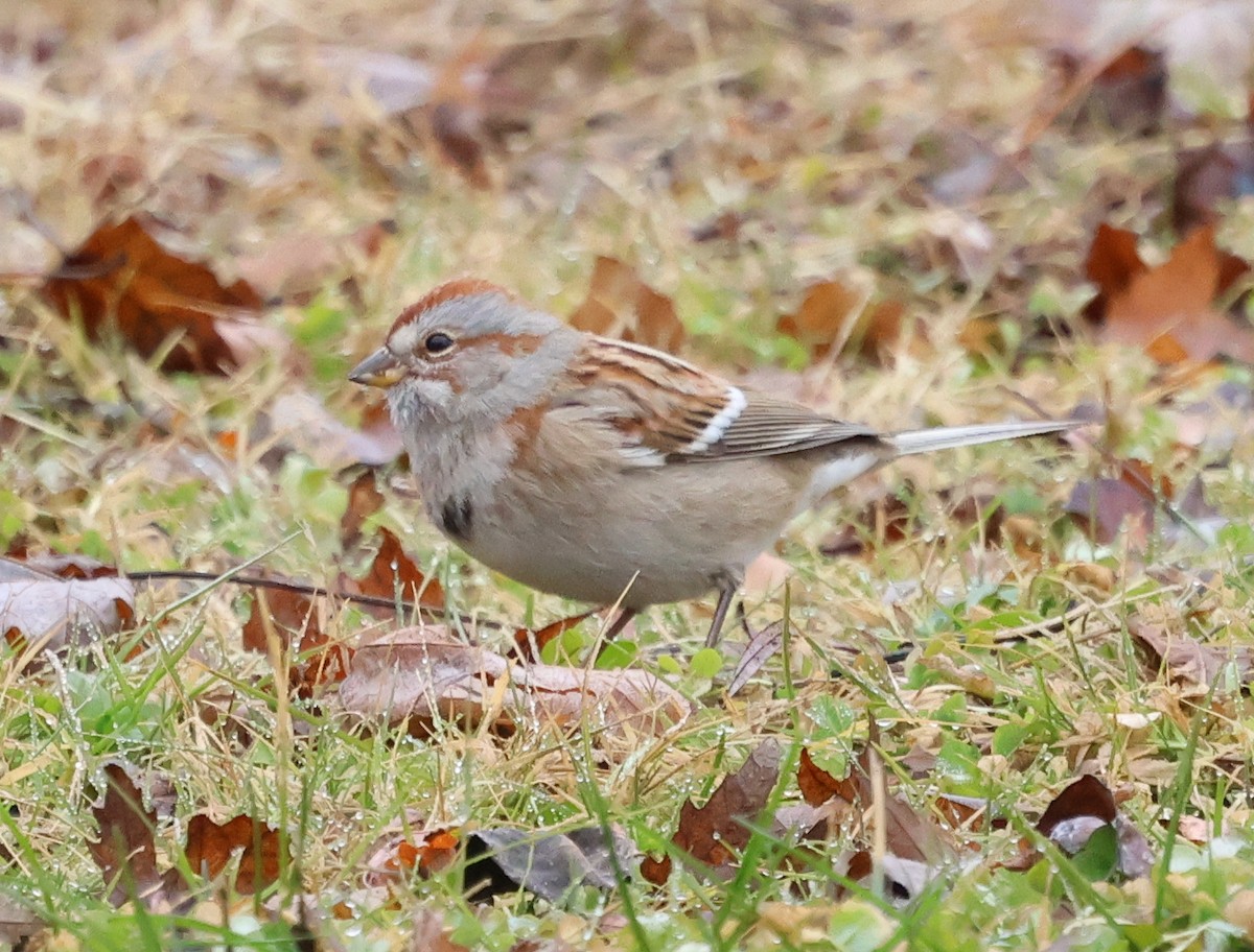American Tree Sparrow - ML648940422