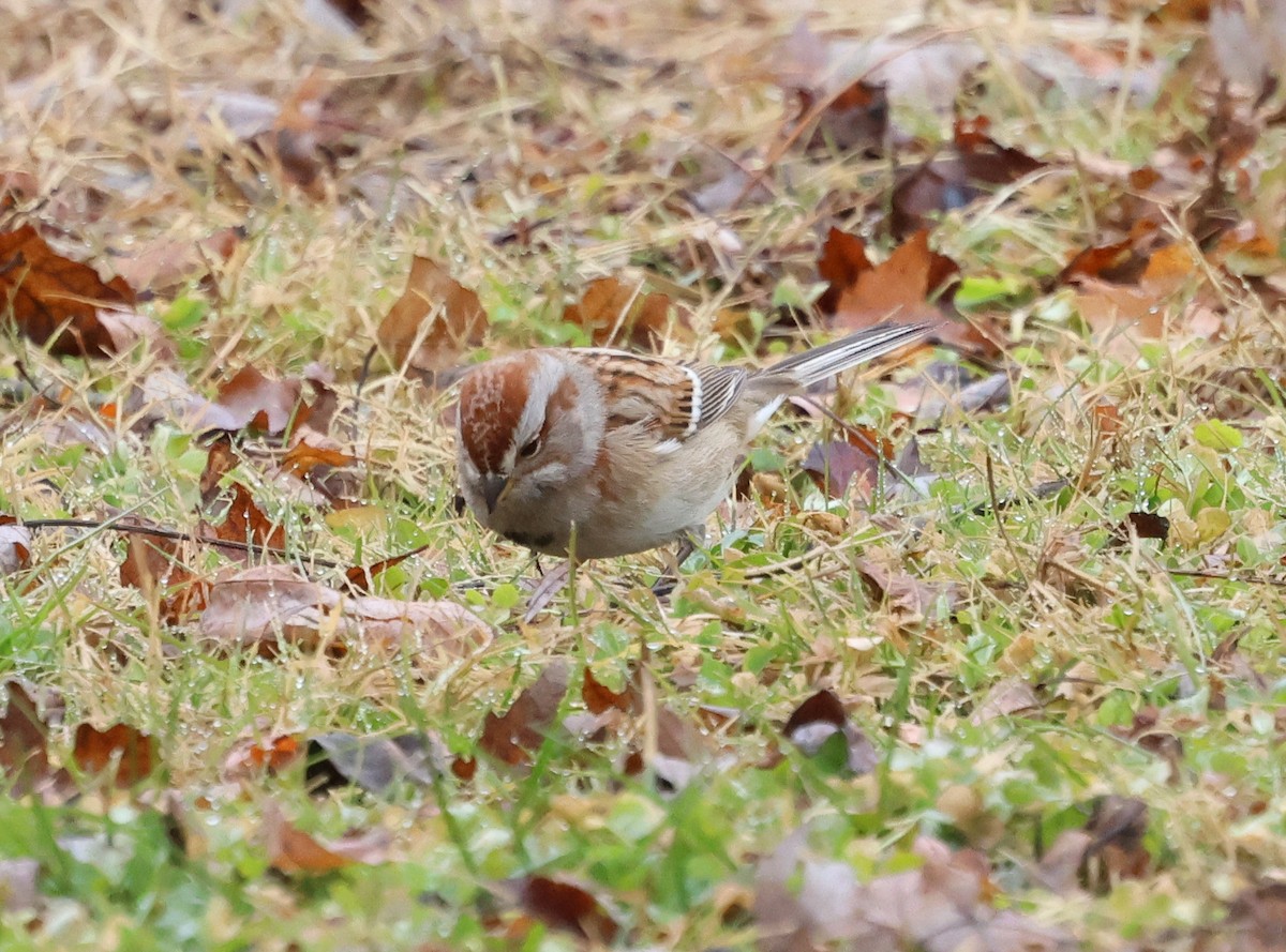 American Tree Sparrow - ML648940423