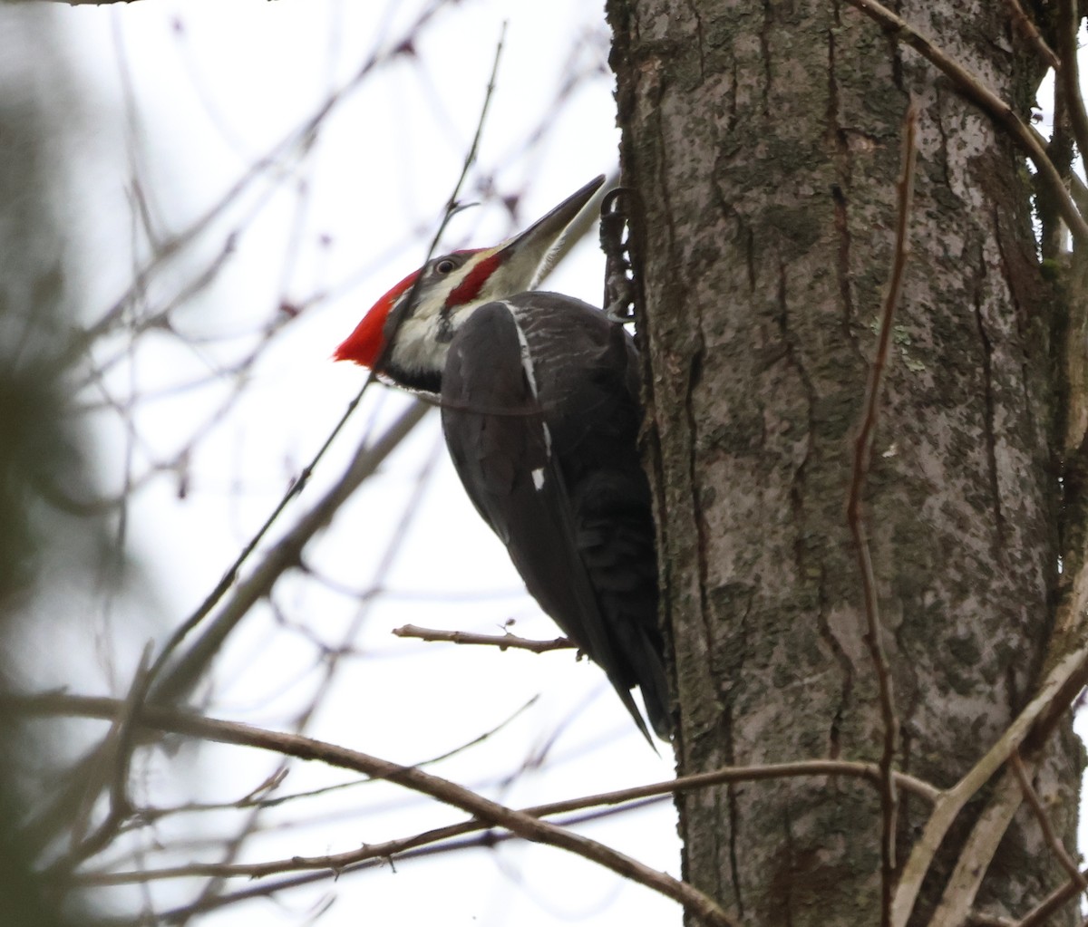 Pileated Woodpecker - ML648940443
