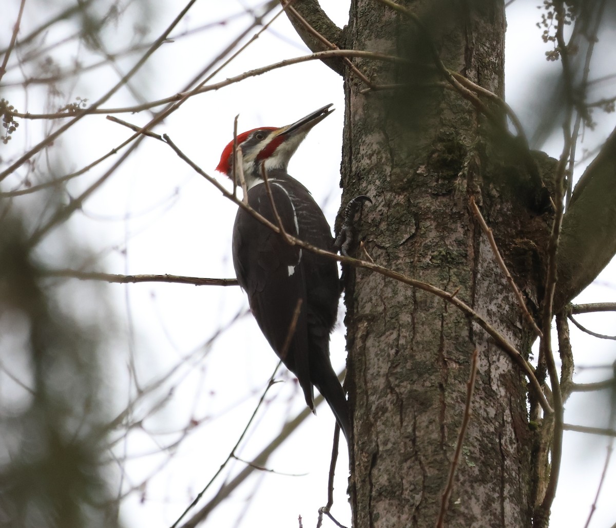 Pileated Woodpecker - ML648940445