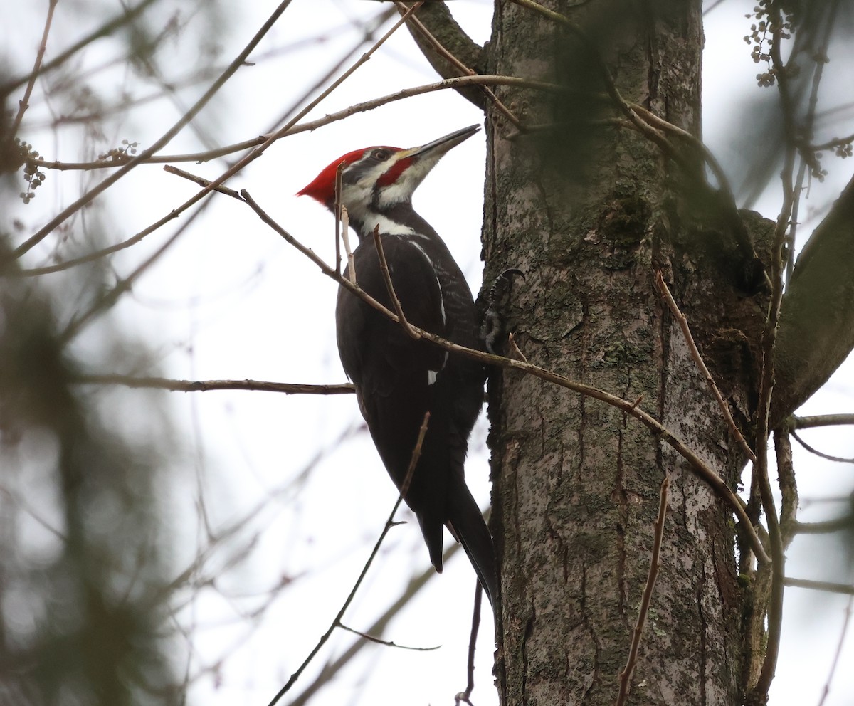 Pileated Woodpecker - ML648940446