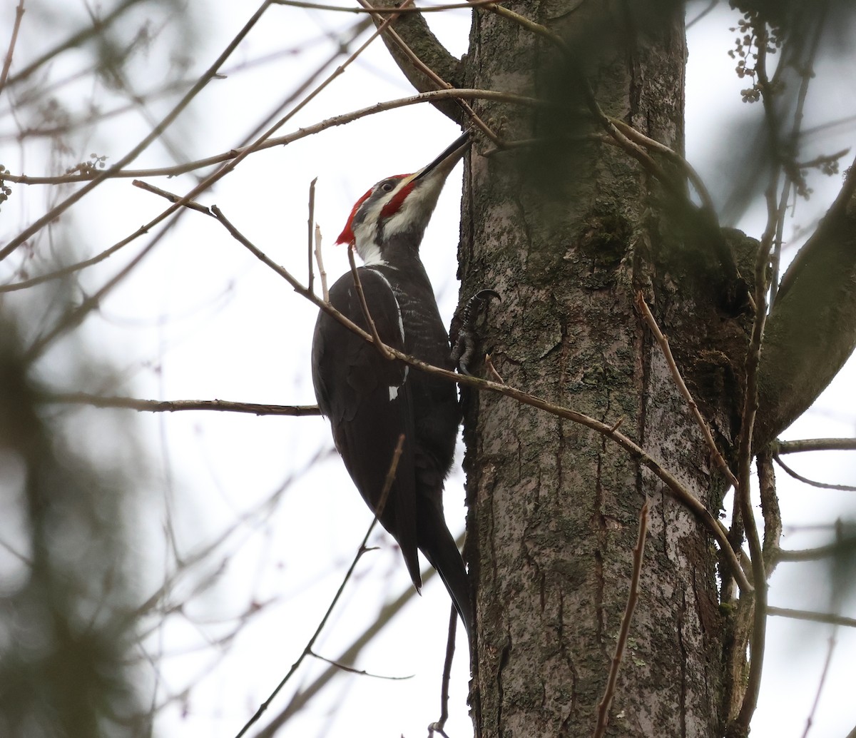 Pileated Woodpecker - ML648940448