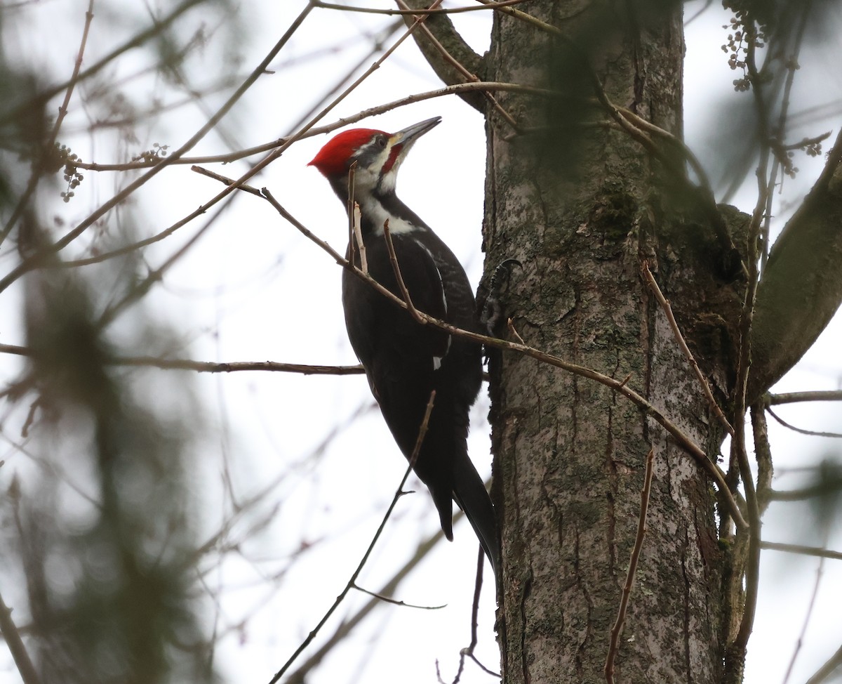 Pileated Woodpecker - ML648940449
