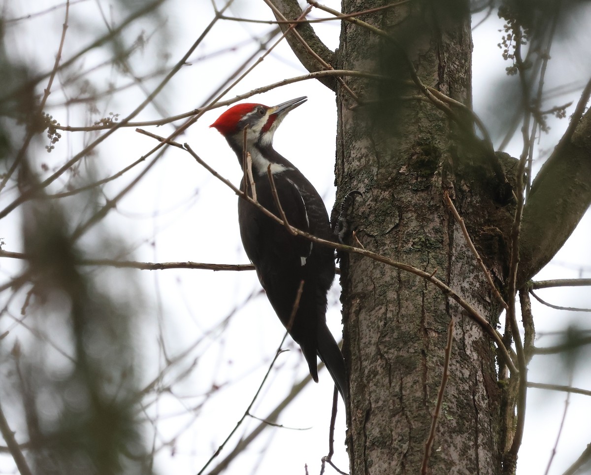 Pileated Woodpecker - ML648940450