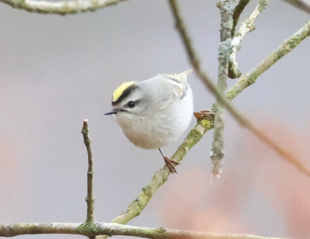 Golden-crowned Kinglet - ML648940456