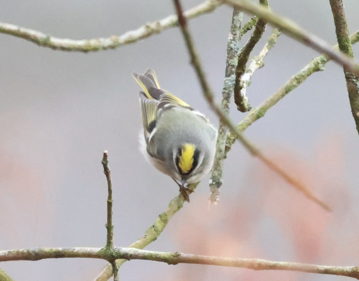 Golden-crowned Kinglet - ML648940457