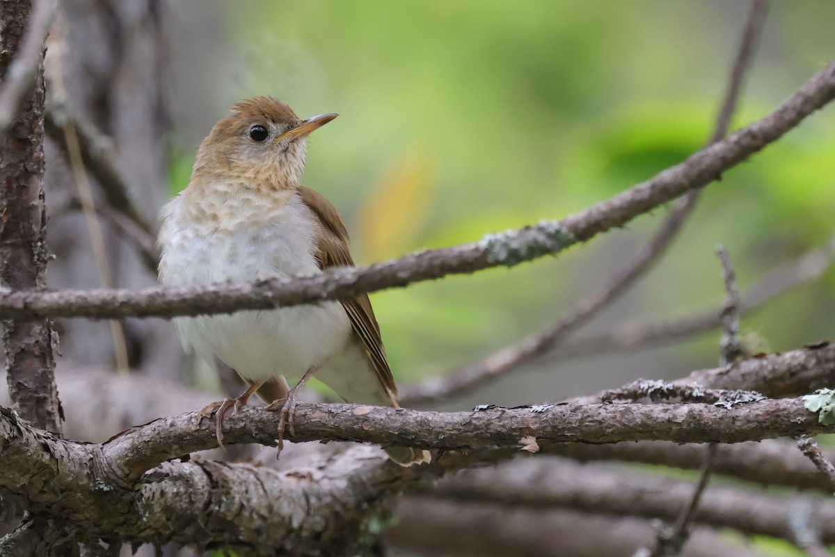 Veery - ML648940494