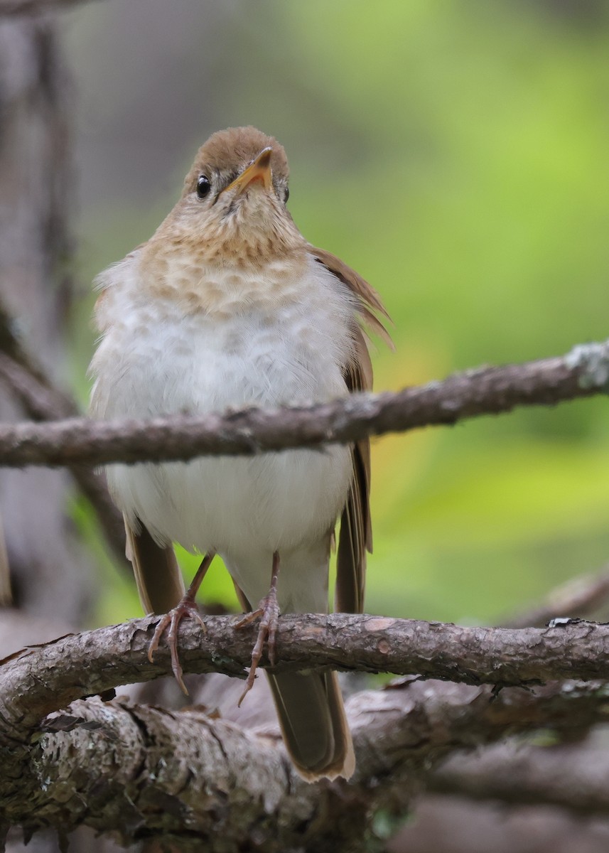 Veery - ML648940499
