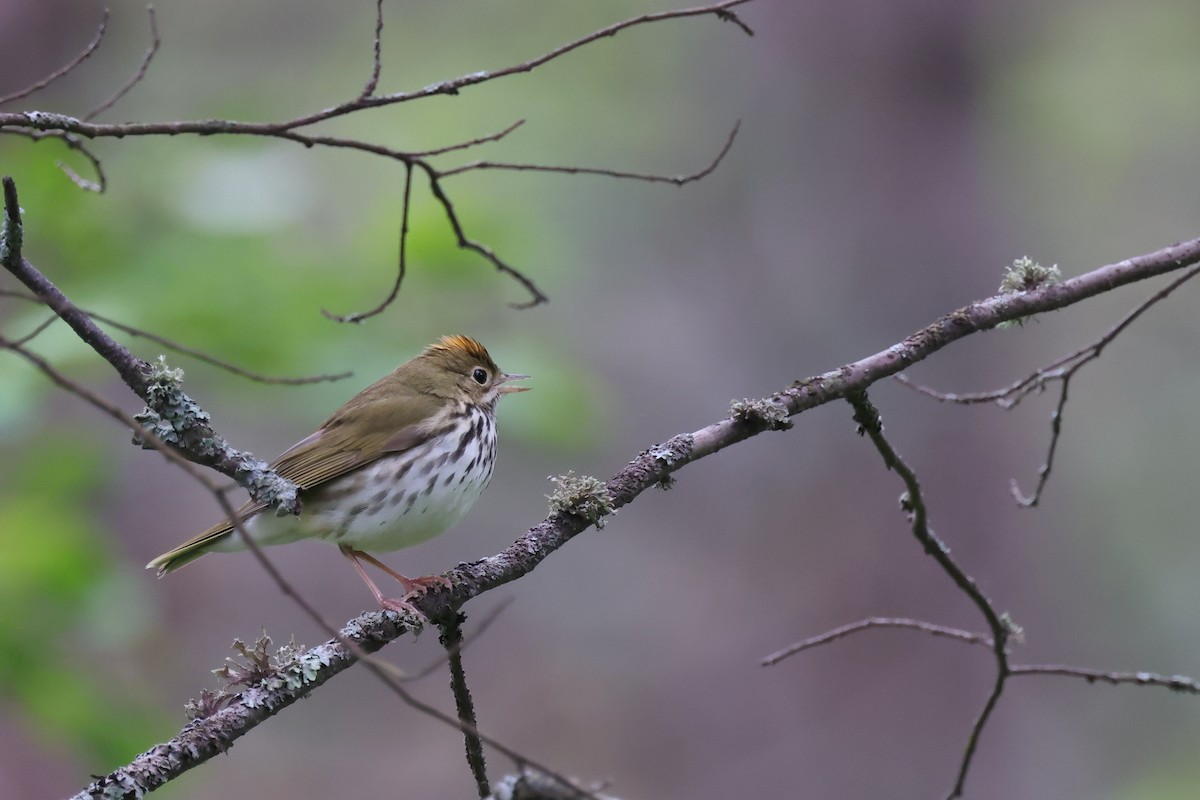 Ovenbird - ML648940511