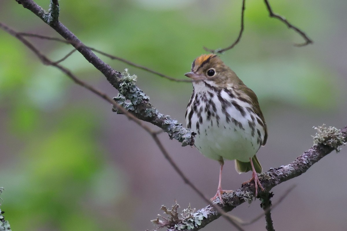 Ovenbird - ML648940515