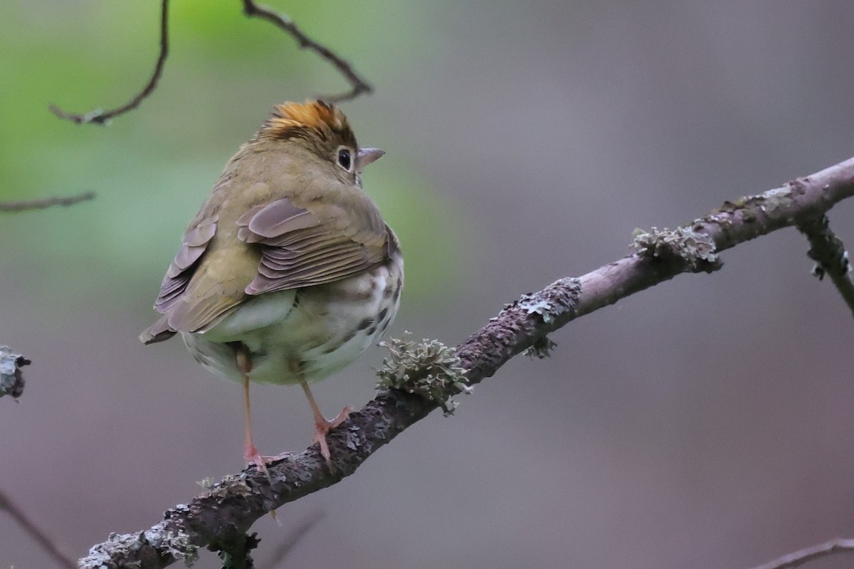 Ovenbird - ML648940519