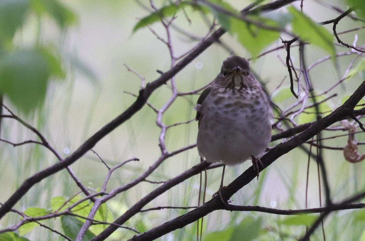 Gray-cheeked Thrush - ML648940561