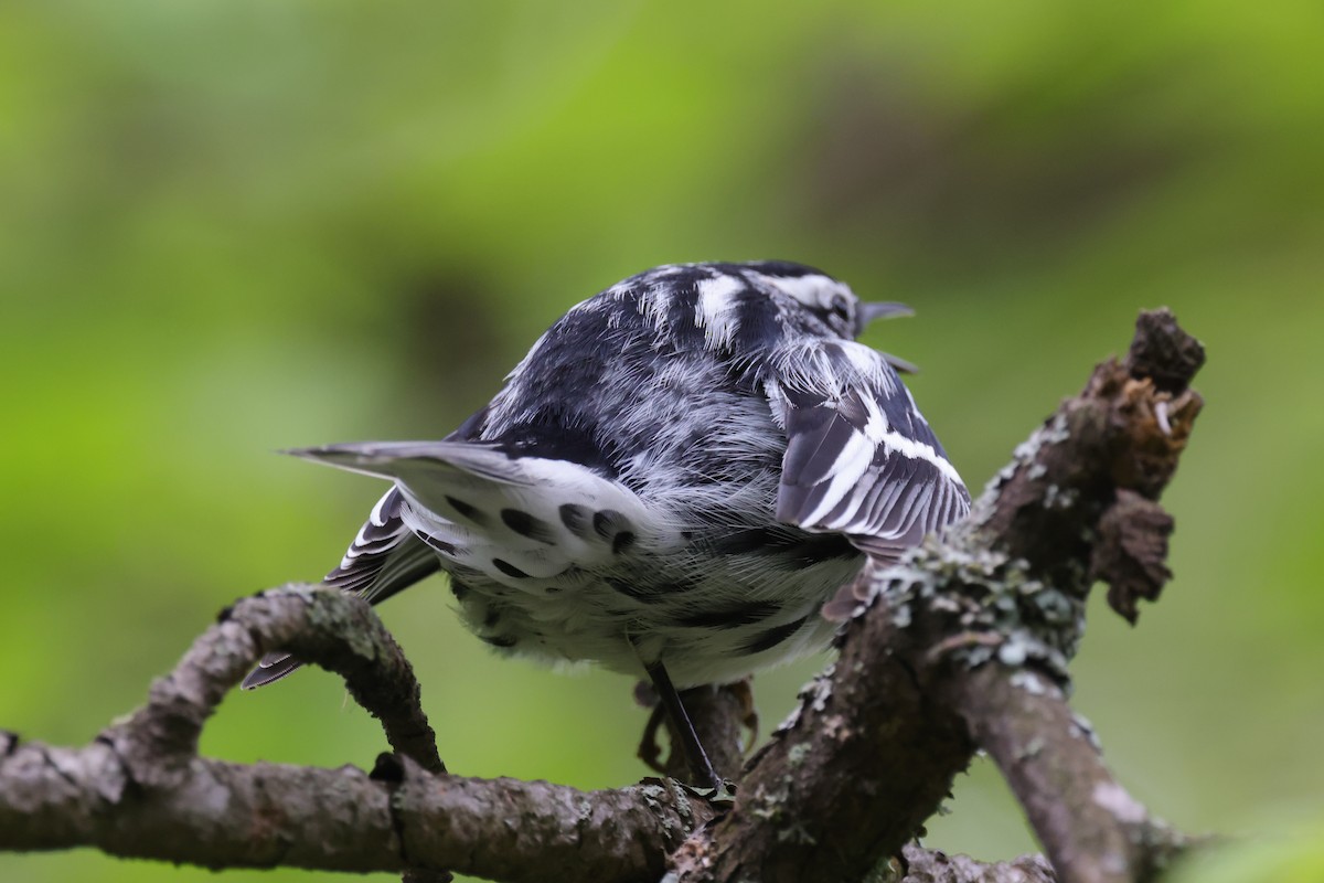 Black-and-white Warbler - ML648940809