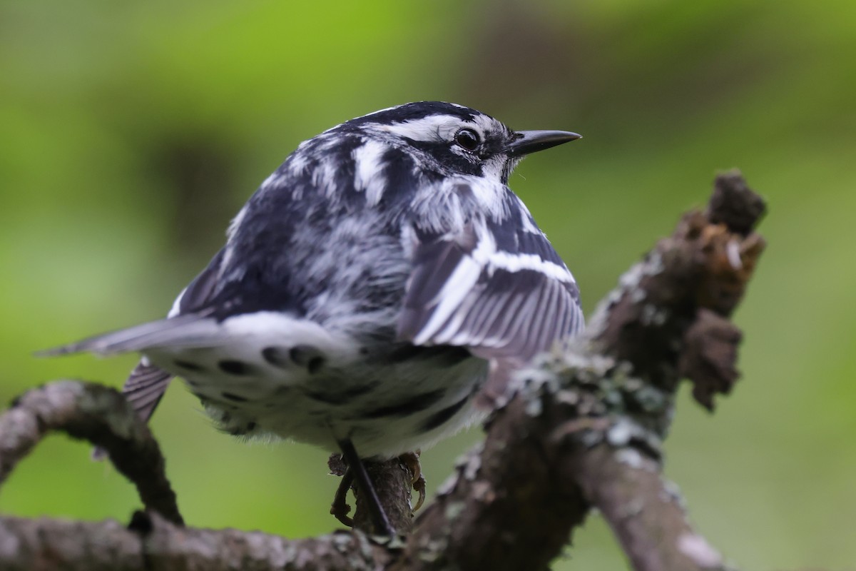 Black-and-white Warbler - ML648940814