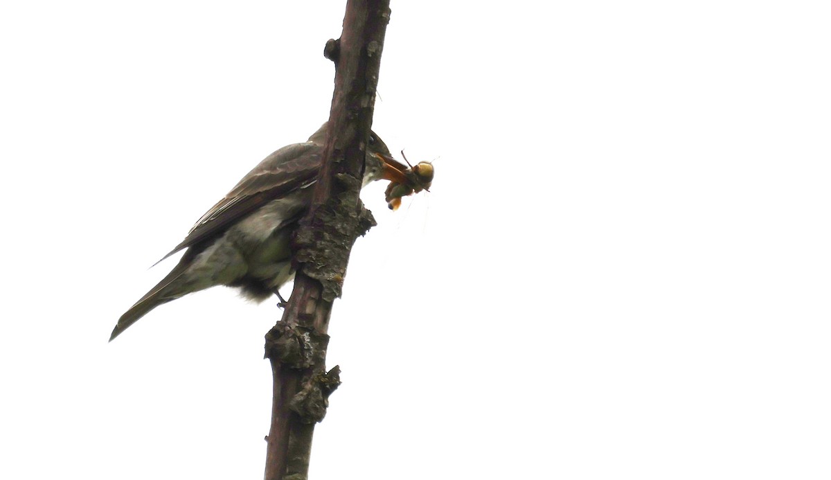 Olive-sided Flycatcher - ML648940903