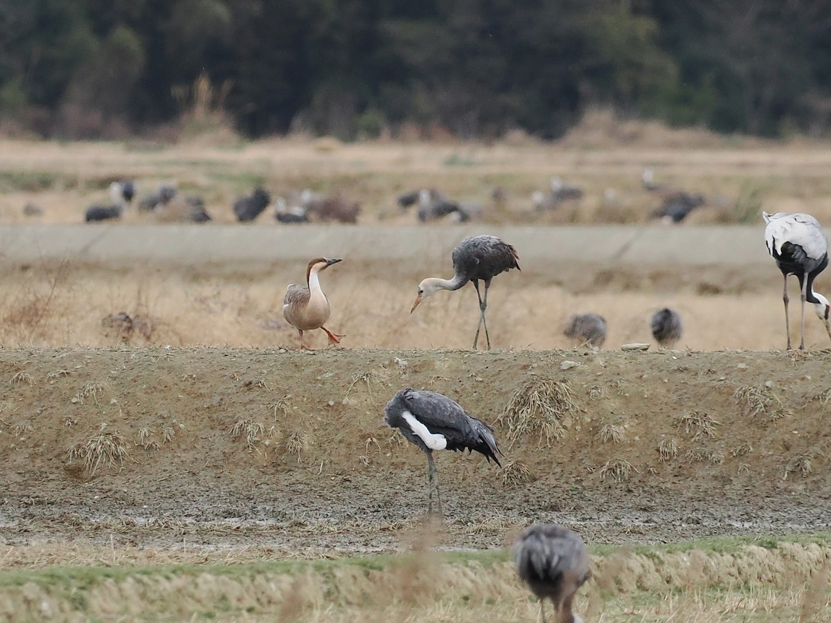 Ánsar Cisnal - ML648941067