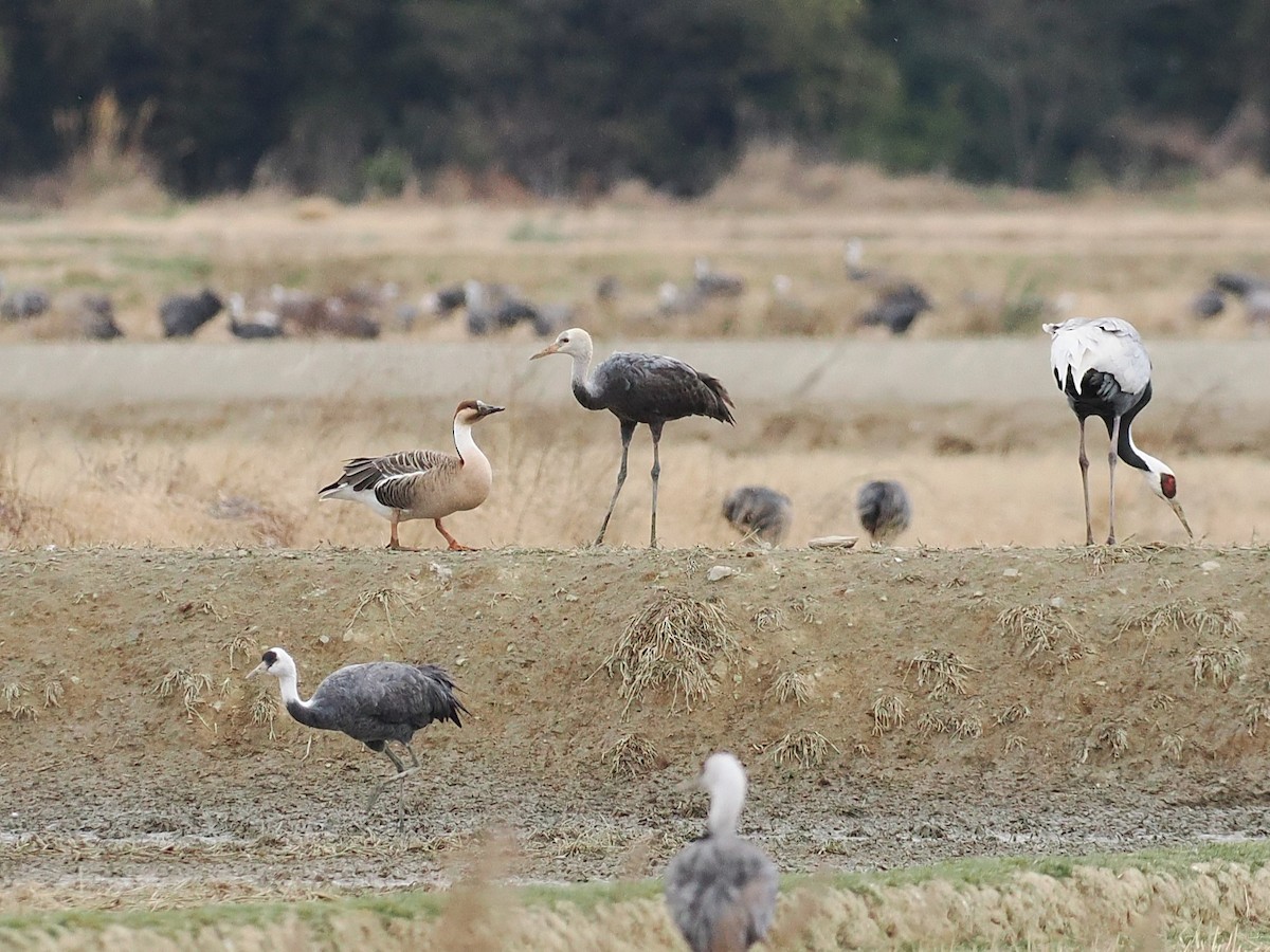 Ánsar Cisnal - ML648941070