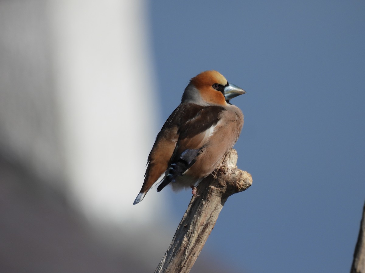 dlask tlustozobý - ML648941199