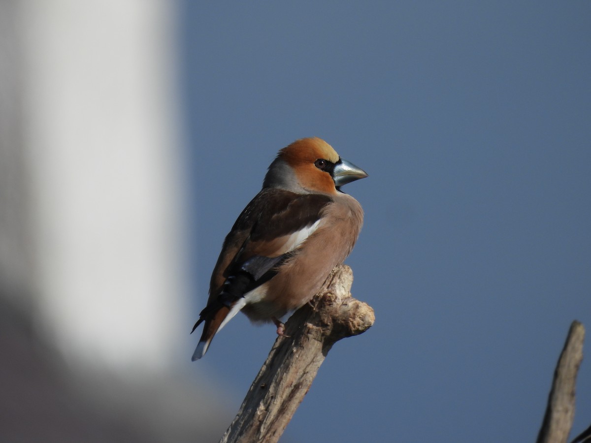 dlask tlustozobý - ML648941200