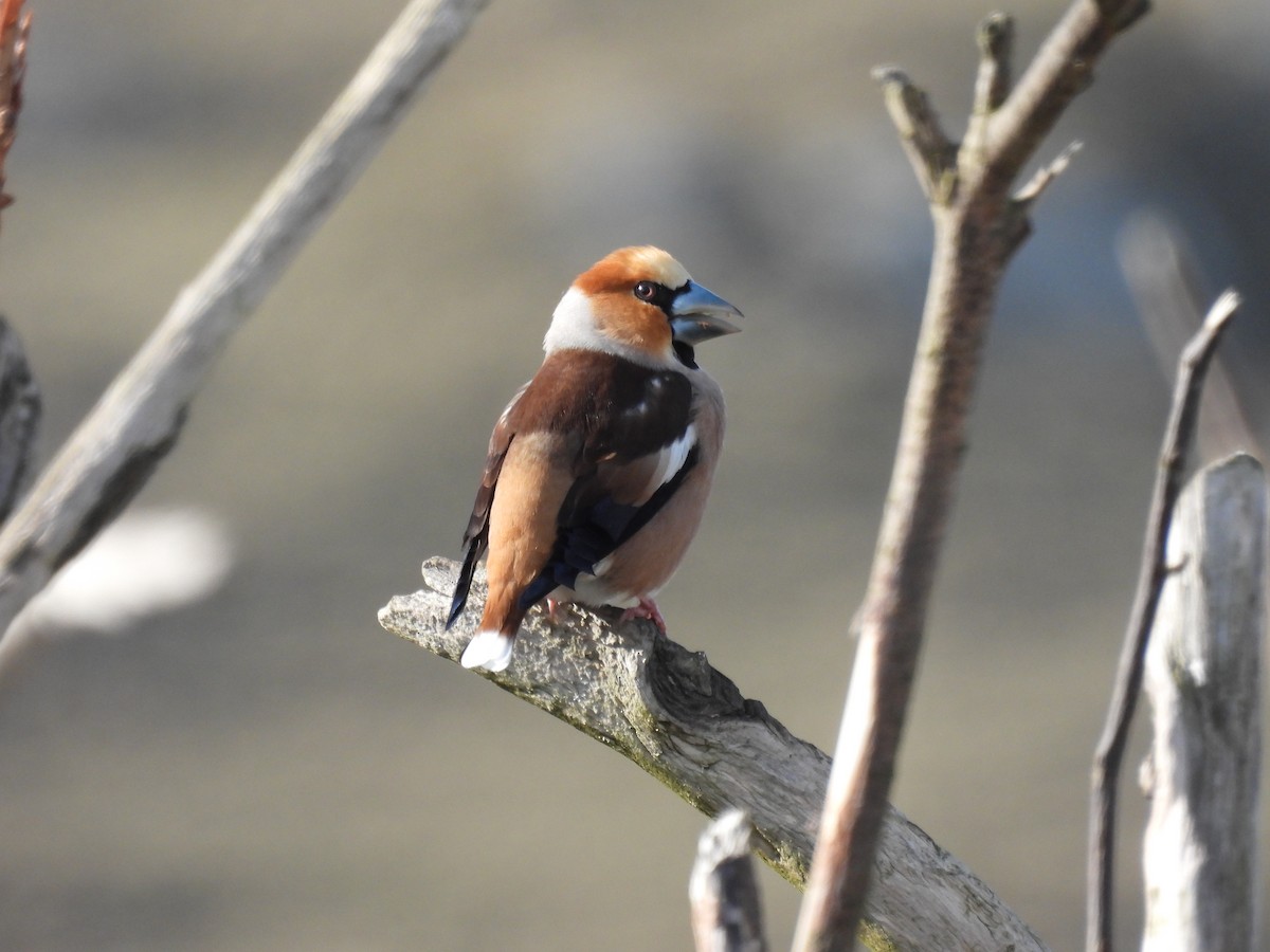 dlask tlustozobý - ML648941201