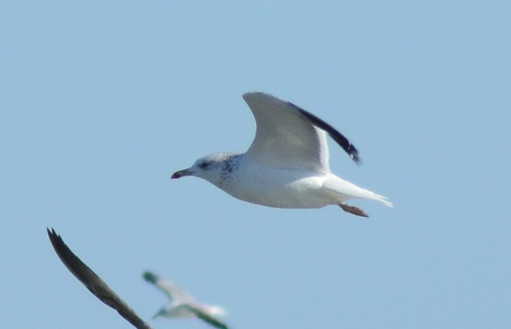 アルメニアセグロカモメ - ML648941208