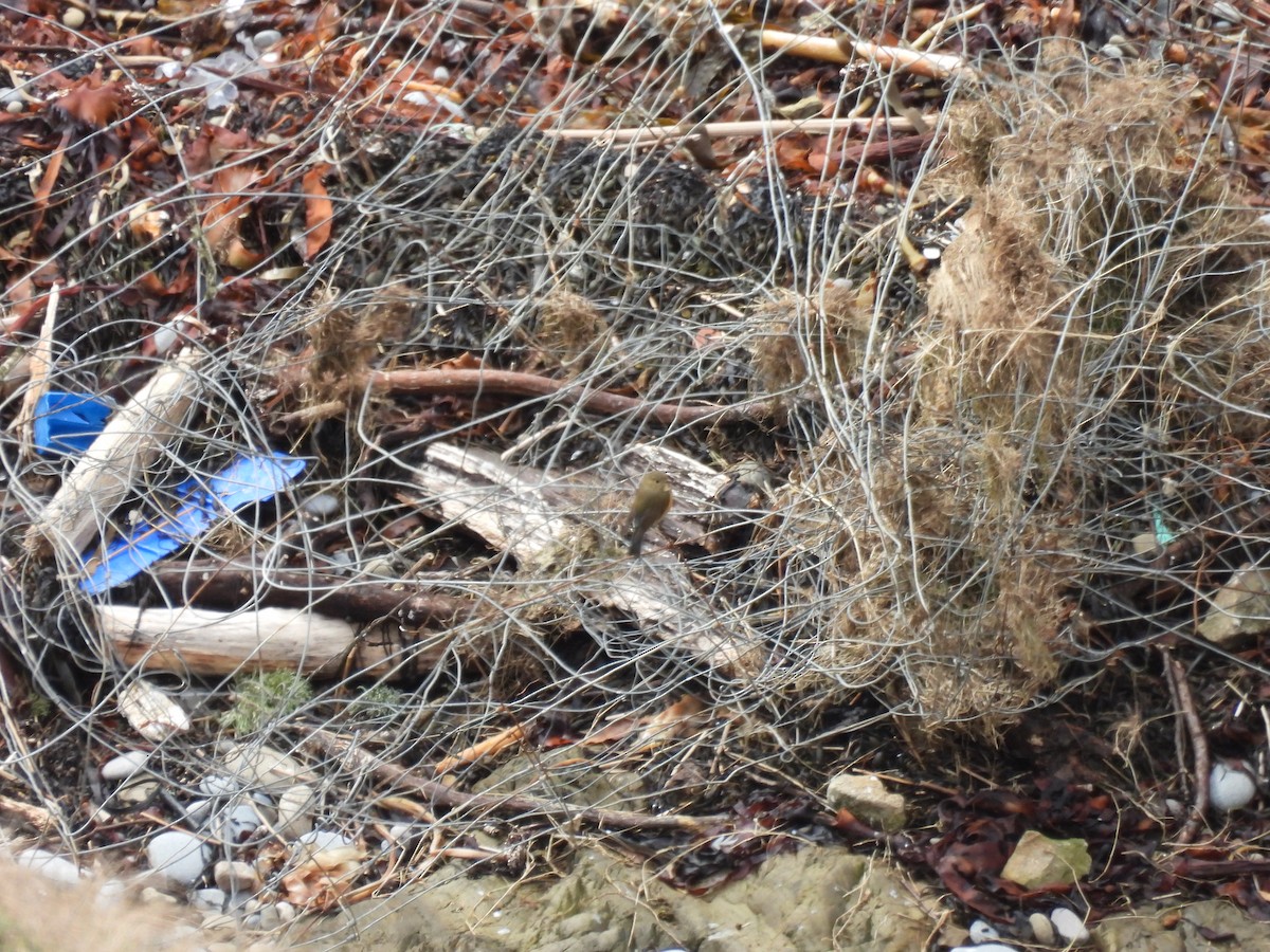 modruška tajgová - ML648941367