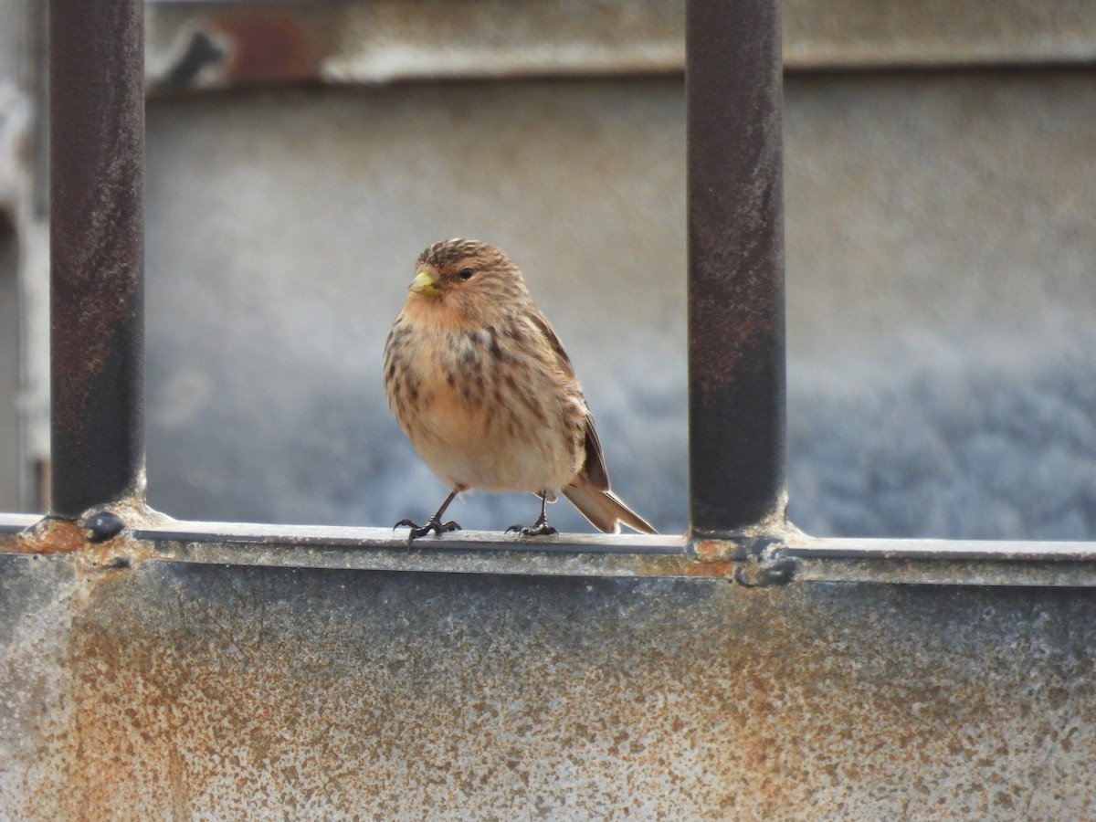 Twite - Luke Marriner