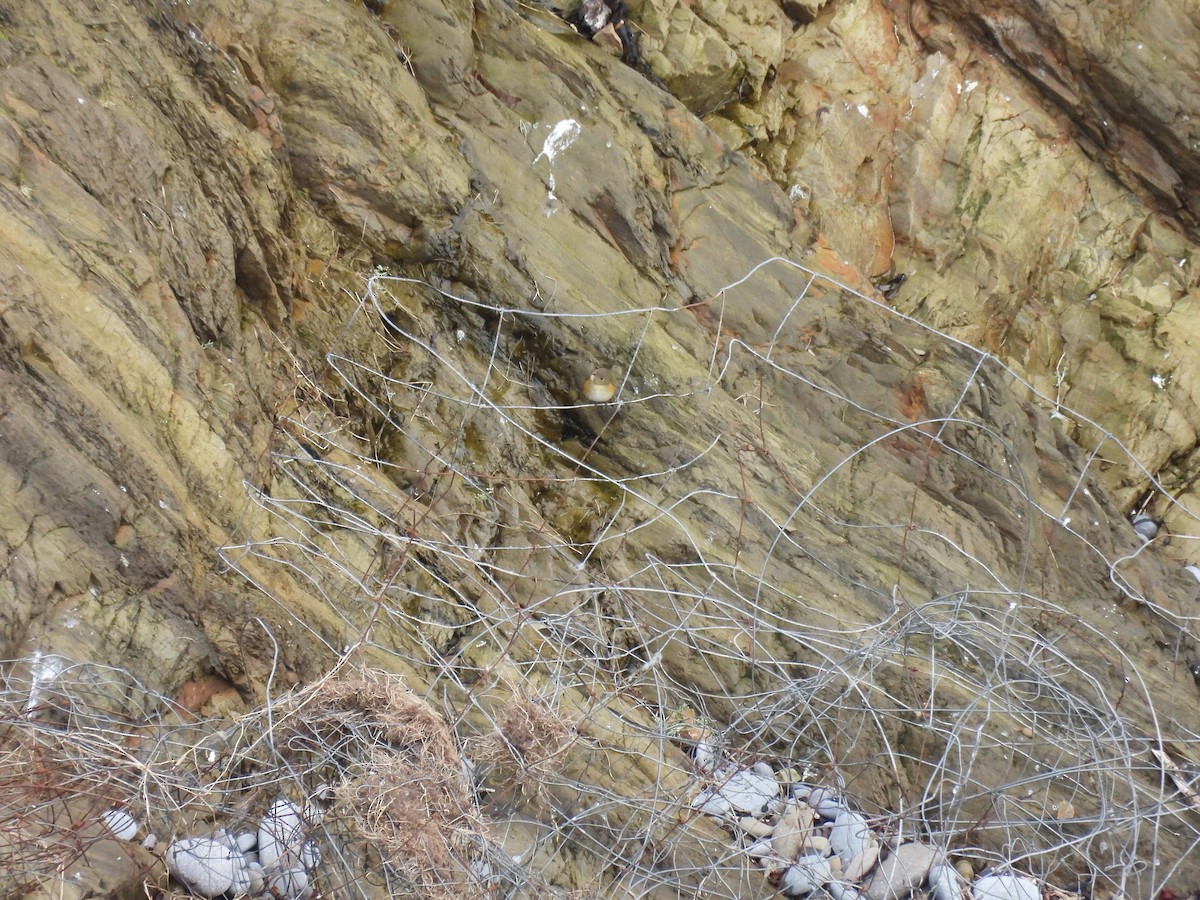 modruška tajgová - ML648941476