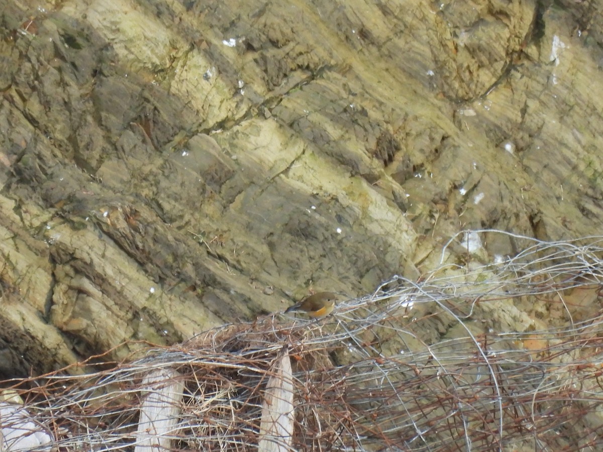 modruška tajgová - ML648941477