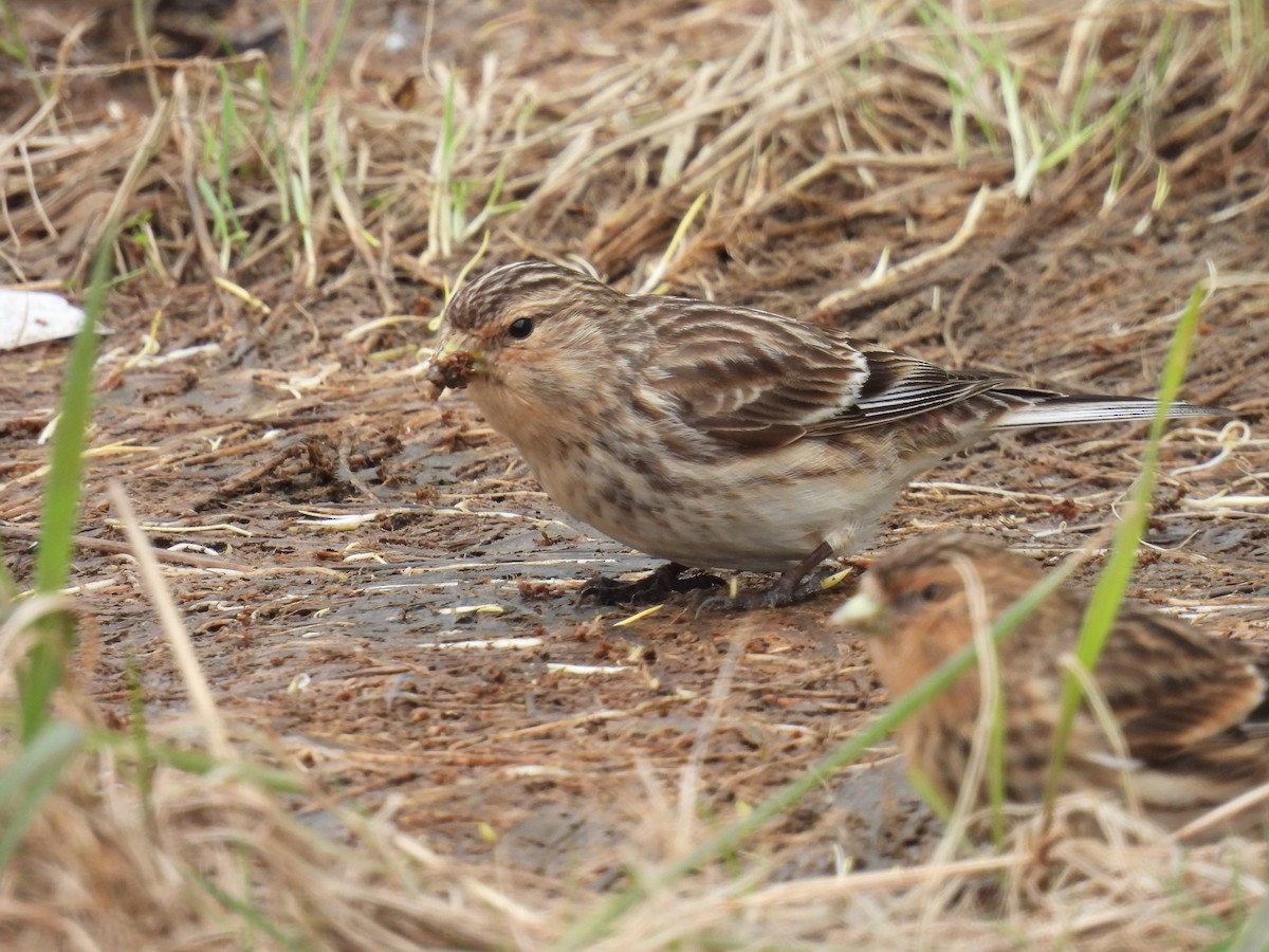 konopka žlutozobá - ML648941524