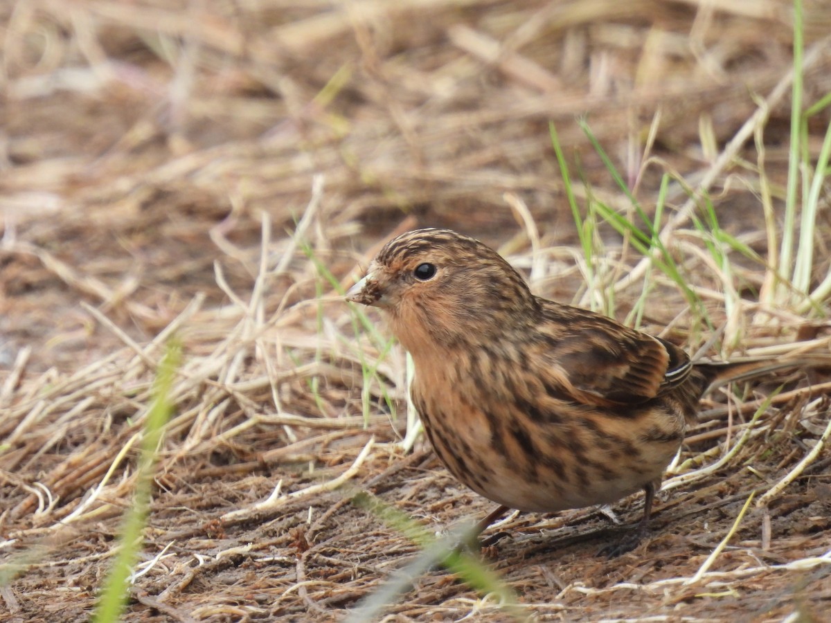 konopka žlutozobá - ML648941525