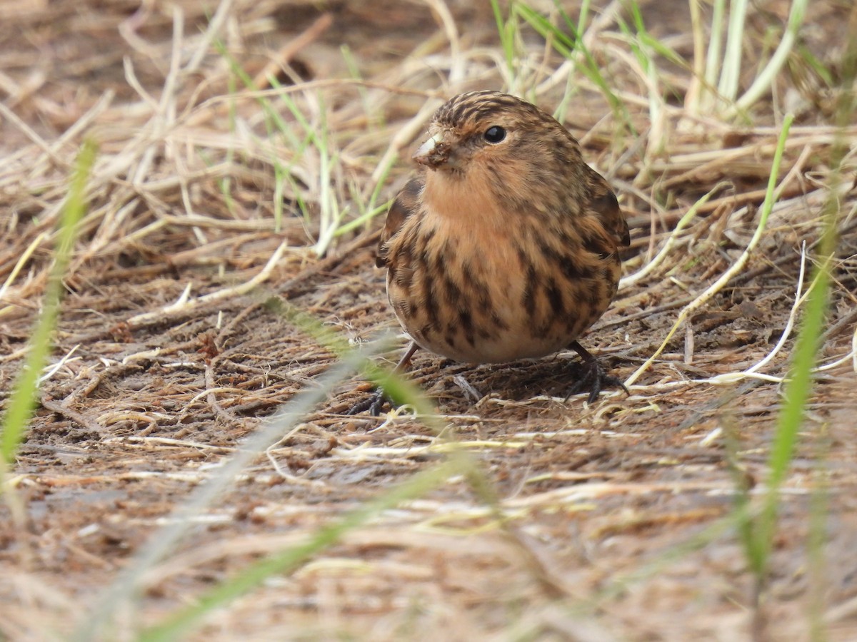 konopka žlutozobá - ML648941526