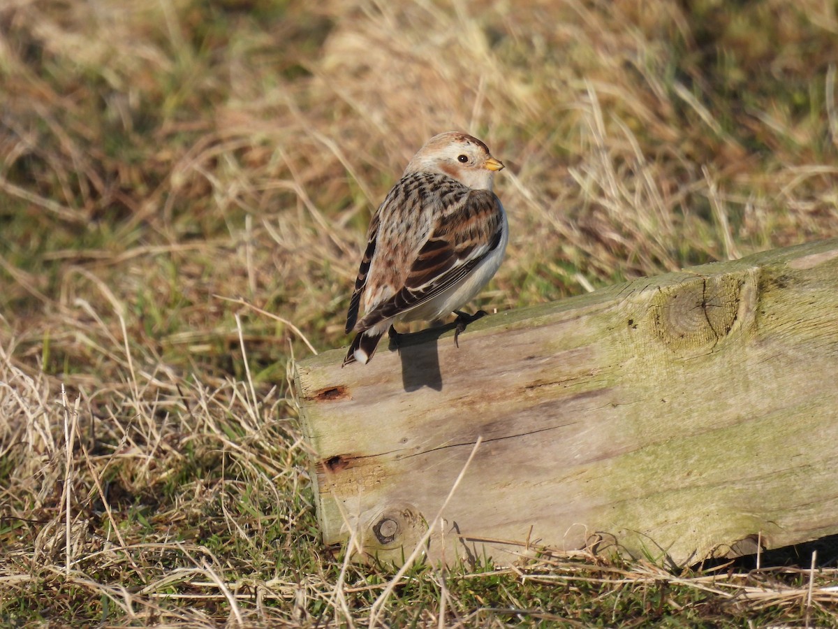 sněhule severní - ML648941592