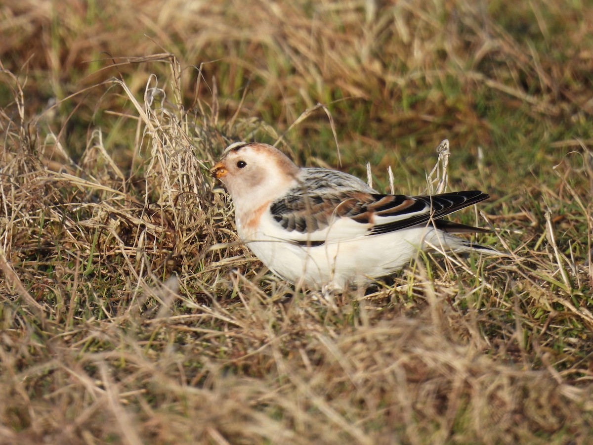 sněhule severní - ML648941593